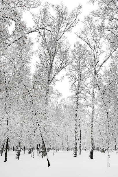 istock Forest in the Snow 1371225456