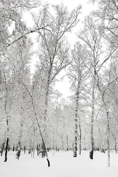 Winter Landscape of the Forest in the Snow