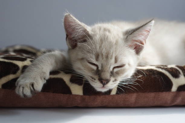 istock A light kitten with blue eyes is sitting on a litter 1371226571