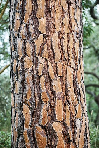 Thick layer of embossed bark on high trunk of Italian pine tree. Stone pine grows in forest at bright sunlight in warm weather extreme closeup