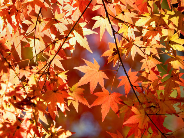 érable aux feuilles d’automne - japanese maple autumn leaf tree photos et images de collection