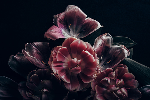Close-up, dark toned  image of tulips