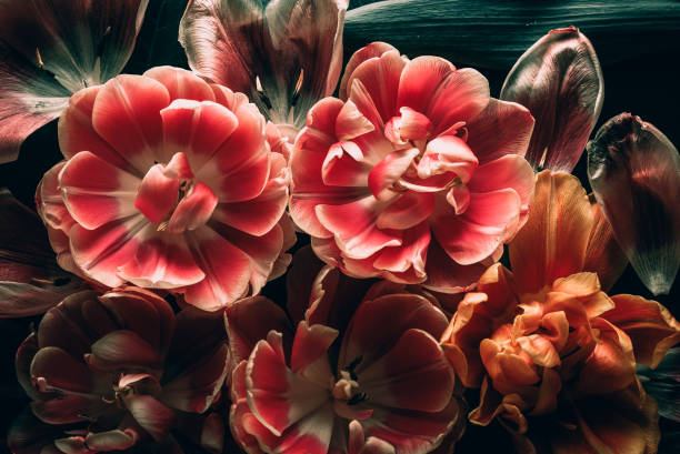istock Floral/tulip background 1371229407