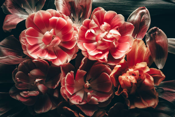 istock Floral/tulip background 1371229411