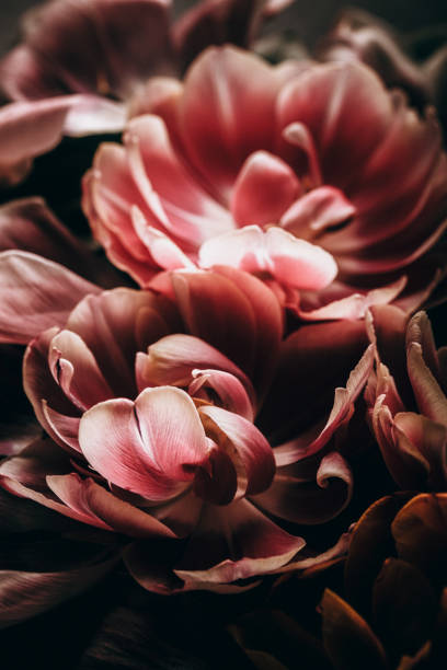 istock Floral/tulip background 1371229424