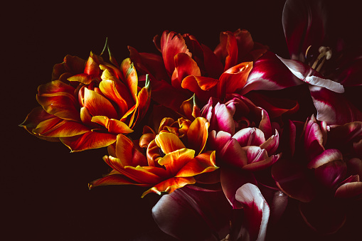Baroque style photo of tulip bouquet