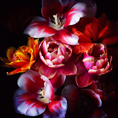 Macro pink delicate tulip on the stem on a dark background. Aesthetic photo, copy space.