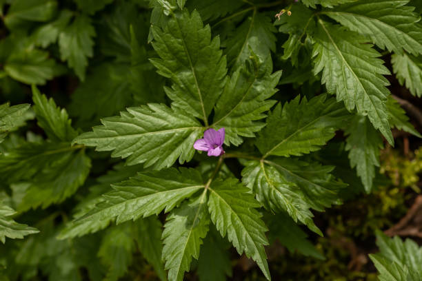 Dentaria glandulosa small purple forest wild flower Dentaria glandulosa small purple forest wild flower. Little violet Cardamine wildflower growing in spring woodland, top view dentaria stock pictures, royalty-free photos & images