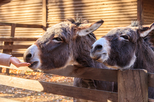 Donkeys in a paddock on farmyard