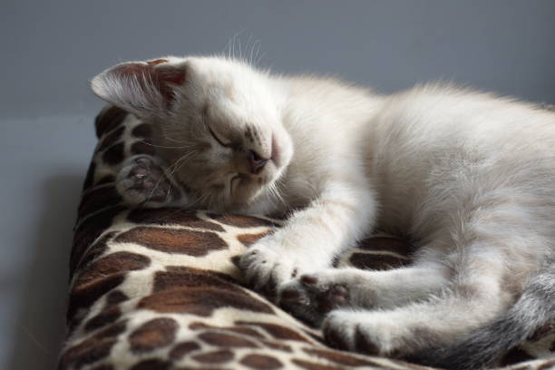istock A light kitten with blue eyes is sitting on a litter 1371232959