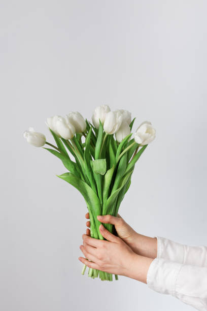 白いチューリップの花束を持つ女性の手。春チューリップ花グリーティングカード。 - love flower single flower letter ストックフォトと画像