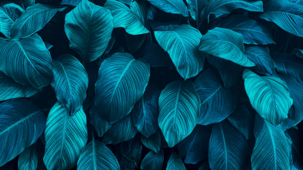 istock blue tropical foliage, nature background 1371234755