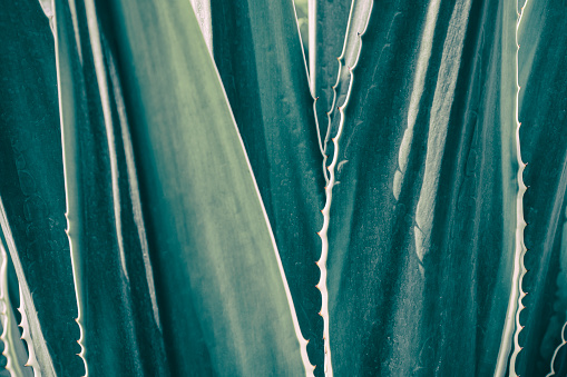 closeup of agave plant