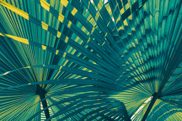 folha de palmeira tropical, fundo azul abstrato - tree shade large growth - fotografias e filmes do acervo