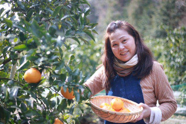 istock Female harvesting oranges 1371235266