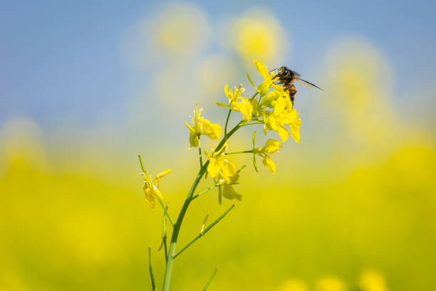istock Honey Bee collecting pollen on yellow mustard flower 1371236355