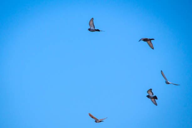 istock Birds flying with its wings opened during a sunny day 1371238594