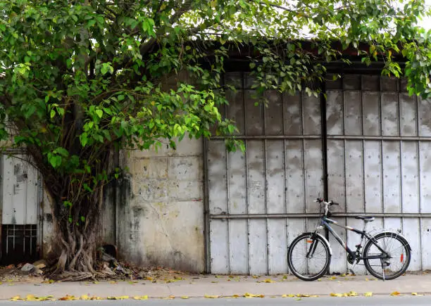 Landscape street life at Ho Chi Minh city, bike at wall under large tree trunk with green leaf, bicycle is transport that environmentally friendly