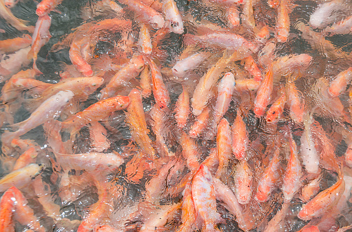 Photos of Tilapia fish farm in Thailand