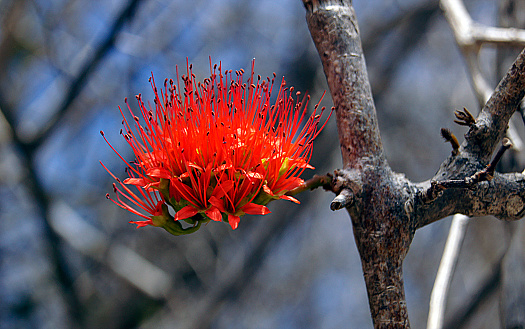 Combretum Madagascar red flower in 3 Bays (Sakalava, Pidgeon, Dunes), Diego Suarez - Antsiranana, Madagascar