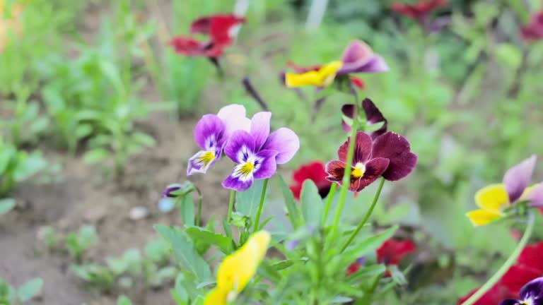 Set of bright colorful pansy flowers grow in garden, purple yellow red bloom at floral season, decorative blossom