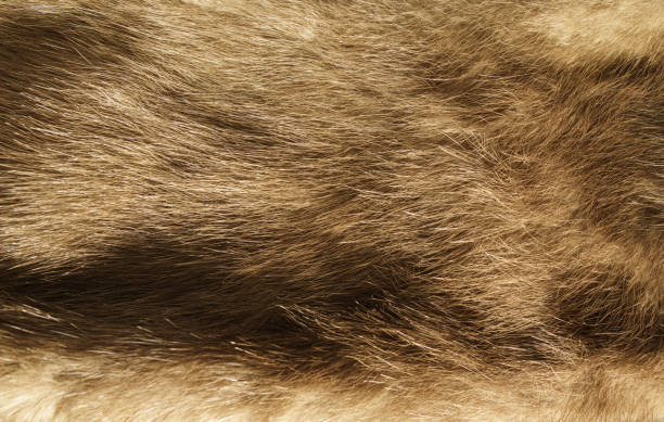 istock faux fur texture closeup 1371246315