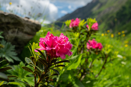 A flowering rusty leaved alpenrose (Rhododendron ferrugineum) in the Austrian Alps, sunny day in summer