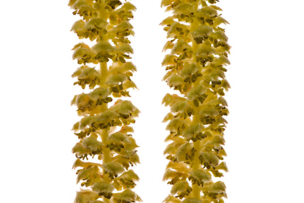 Detail of a blooming hazelnut shrub (Corylus avellana) in studio, white background