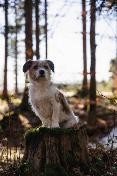 istock A small terrier dog sits on a tree stump in the forest 1371246627