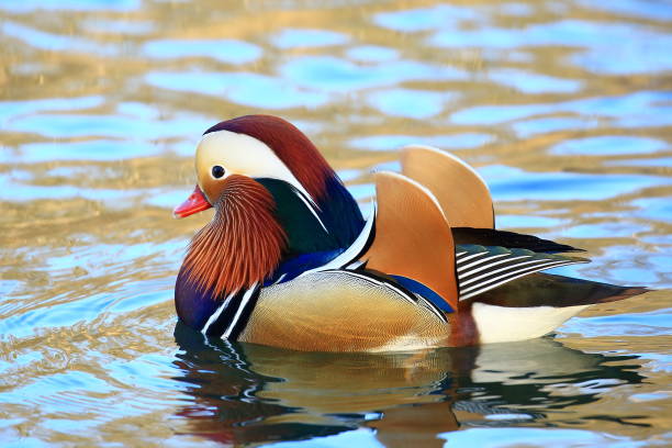 istock Mandarin duck (Aix galericulata) on the lake 1371248699