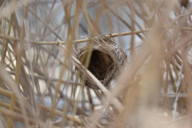 istock Bird nest in reeds 1371249599