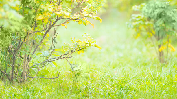 Green bushes and grass in summer close up with copy space.