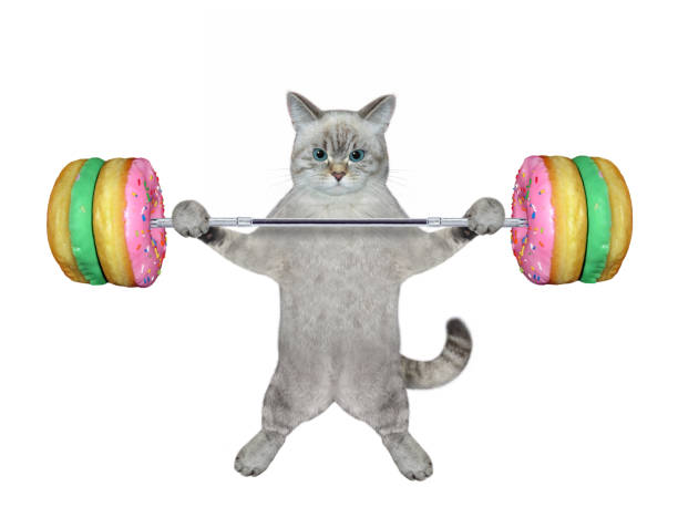 istock Cat ashen lifting donut barbell 1371255398