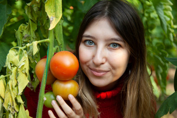 istock organic tomatoes on branch in greenhouse 1371255443