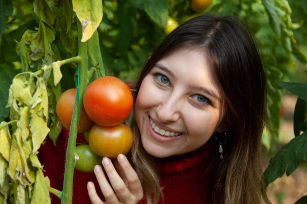 istock organic tomatoes on branch in greenhouse 1371255565
