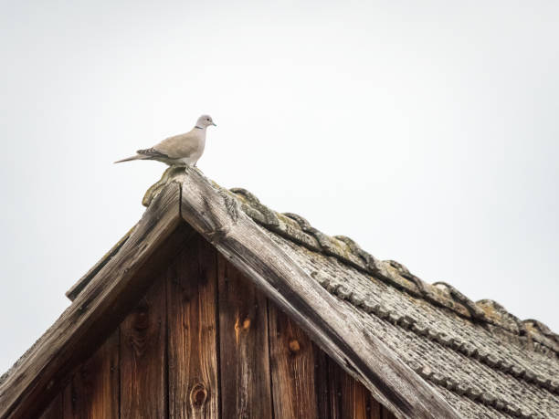 Pigeon taking a break on a wooden roof