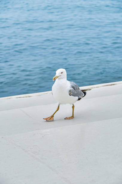 istock White seagull strolls along embankment near calm sea 1371256030