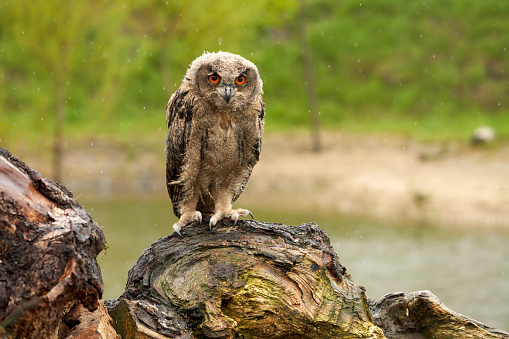 Wild Eurasian Eagle Owl sits outside on a tree trunk in the rain. Red-eyed, six-week-old bird of prey. raining, raindrops rainy weather.