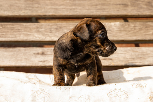 One month old brown Jack Russell puppy stands on a wooden garden bench. Out in the sun for the first time. Animal Themes, pillow, Selective Focus, Blur.