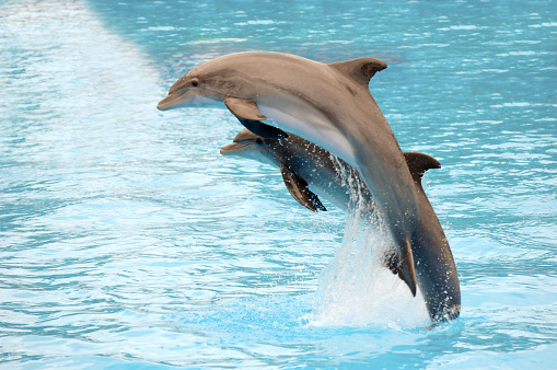 Dolphin swim in Walvis Bay, Namibia