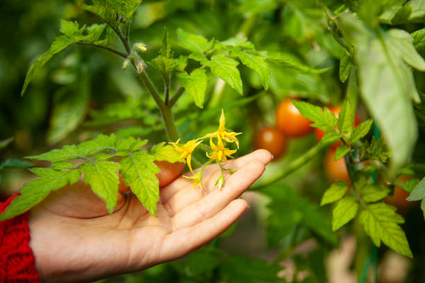 tomato flower in the palm