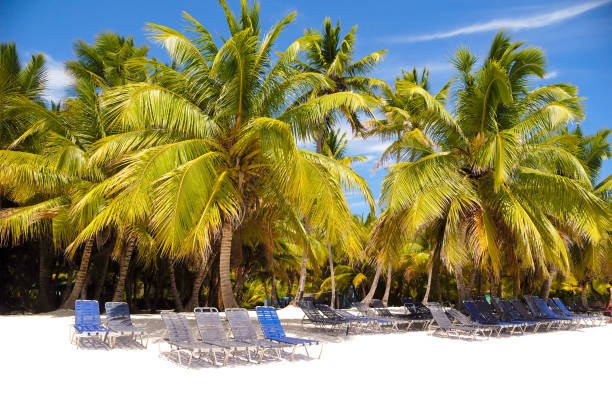 istock Paradise beach with palms and sunbeds 1371256874