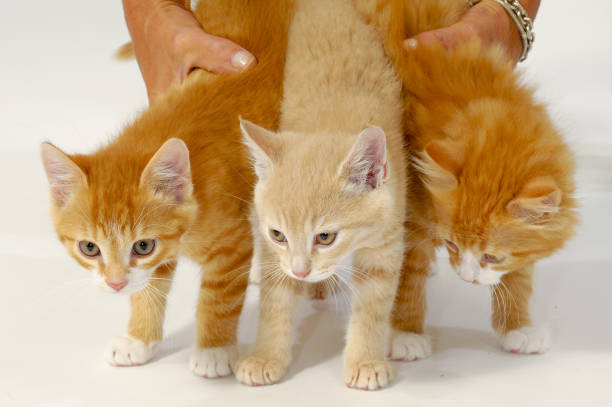 gatitos de gato dulce - protection domestic cat animal head cub fotografías e imágenes de stock