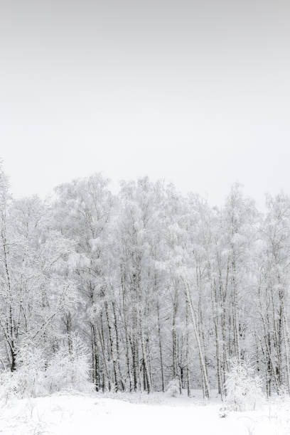 neve e alberi - boschetto di betulle foto e immagini stock