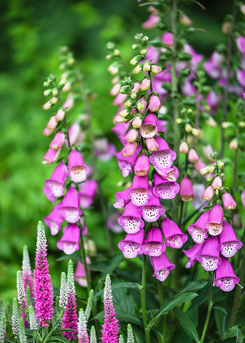 Beautiful foxglove flowers and light pink spiked speedwell plant in foreground in summer cottage garden. Nature background.