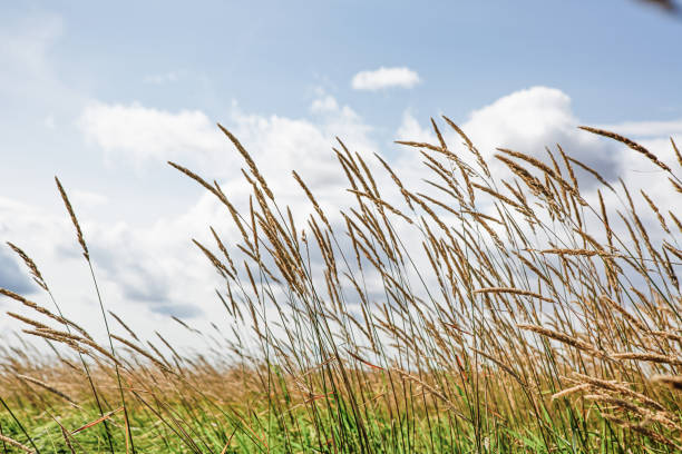 высокая трава - grass tall timothy grass field стоковые фото и изображения