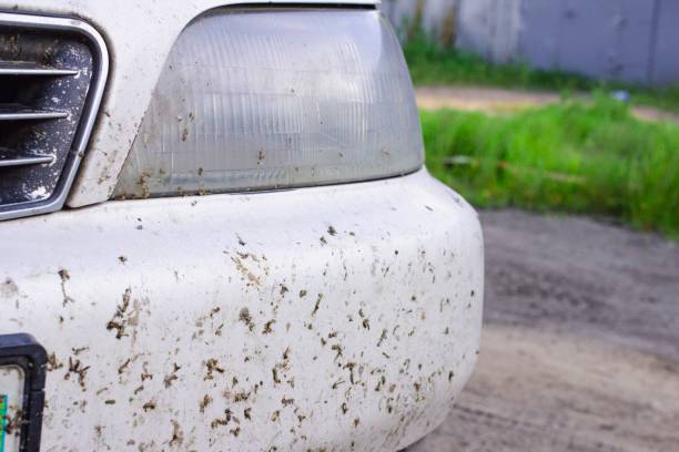 insectes cassés sur le pare-chocs de la voiture au début du printemps, le problème de la surchauffe du moteur en été - waterbug photos et images de collection