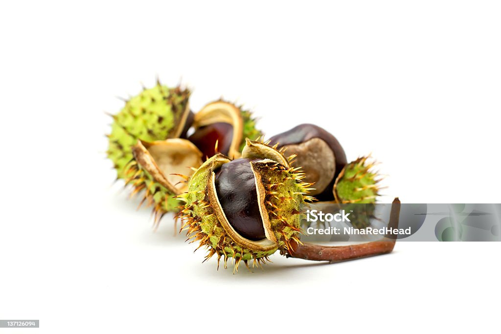 chestnuts isolated on white beckground group of chestnuts isolated on white beckground Autumn Stock Photo