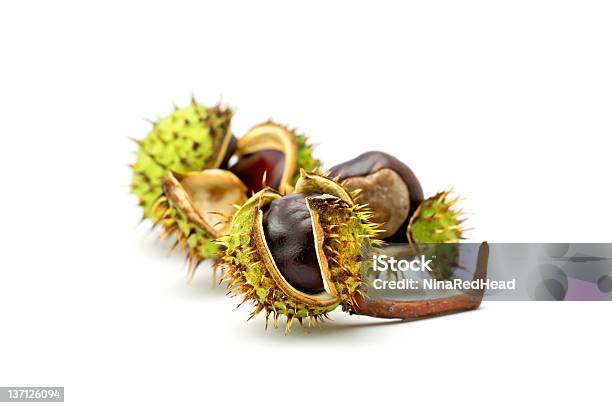 Chestnuts Isolated On White Beckground Stock Photo - Download Image Now - Autumn, Brown, Chestnut - Food