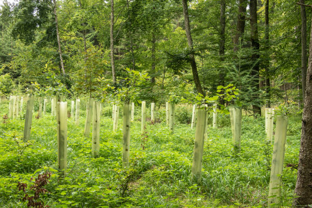 istock rows of tree seedlings protected with plastic tubes 1371262408